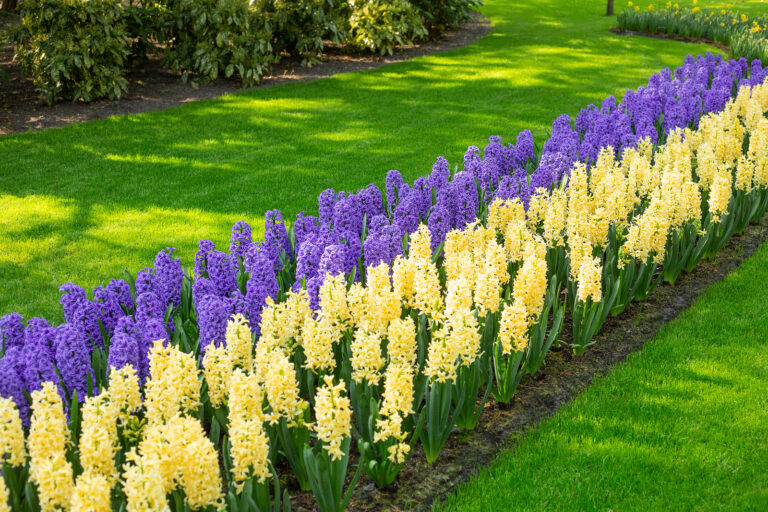 Designing with Flower Bulbs