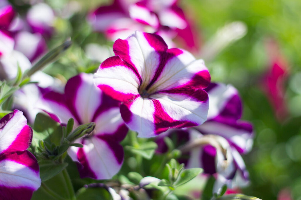 Petunia hybrids in summer