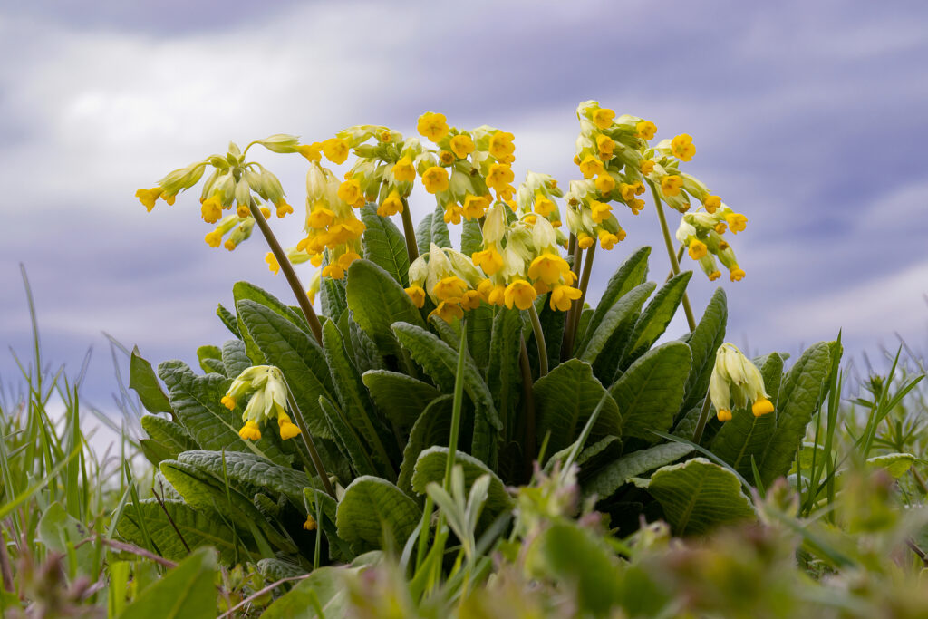 Wild Primula vulgaris