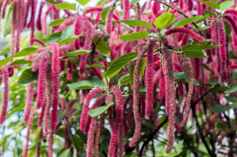 How to Grow Chenille Plant — Acalypha
