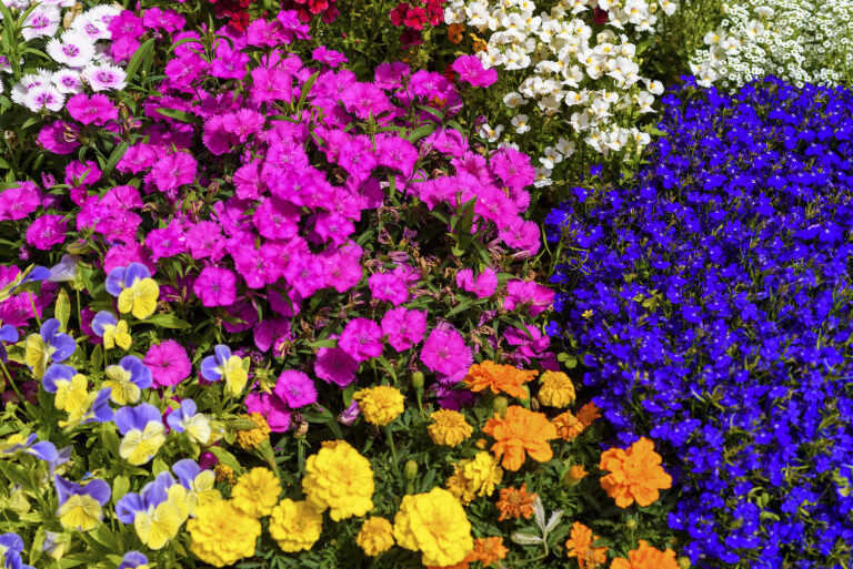 Garden Bedding and Bedding Plants
