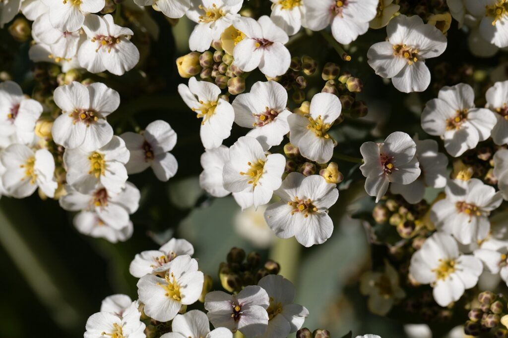 How to Grow Crambe - Colewort