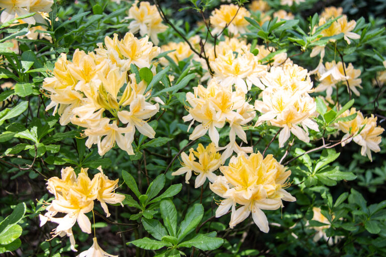 Shrubs with Showy Flowers Season-by-Season 