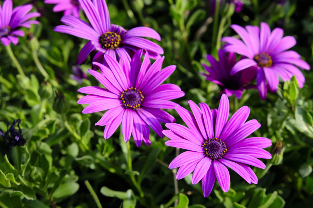 Flowers of Osteospermum ecklonis 