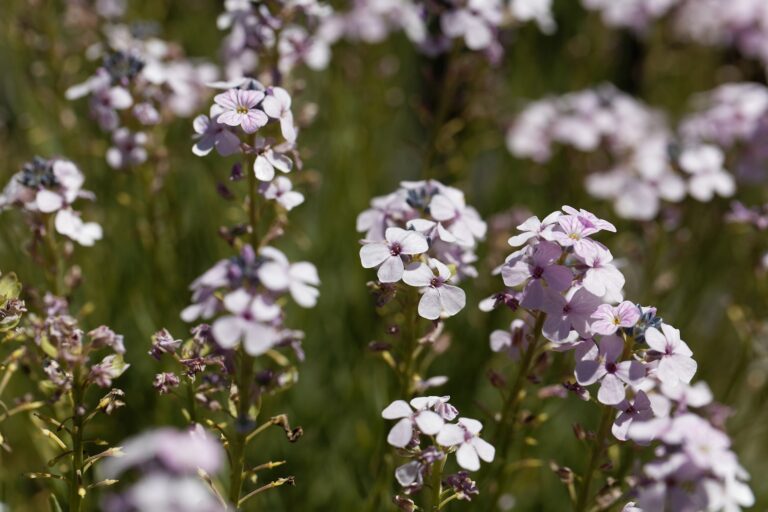How to Grow Stone Cress — Aethionema