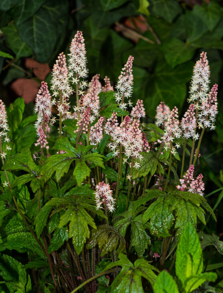 Foam Flower, Tiarella