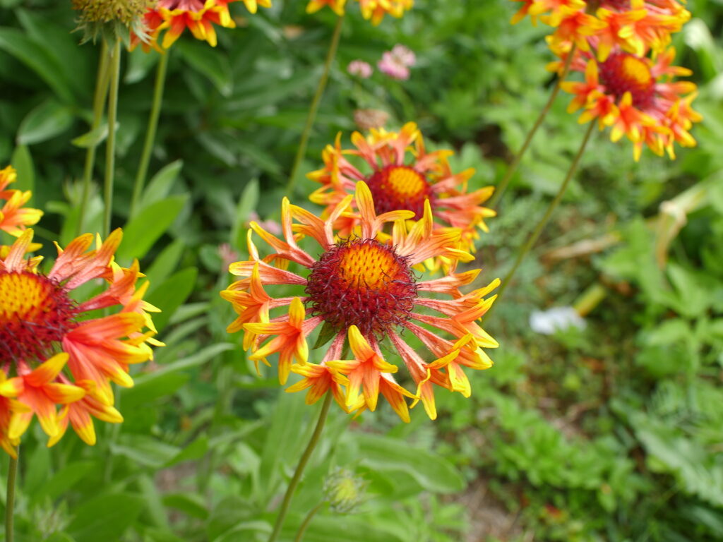 Blanket flower, Gaillardia pulchella 