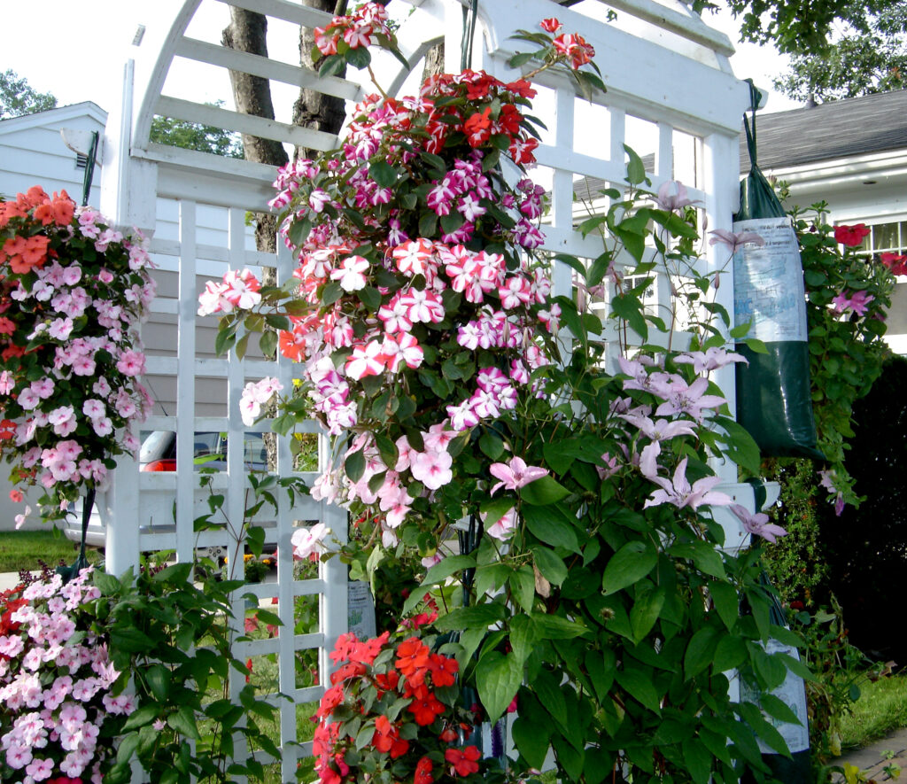 Mandevilla and clematis climb an arbor