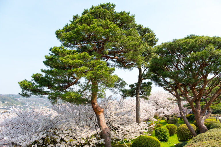 Trees in Garden Design