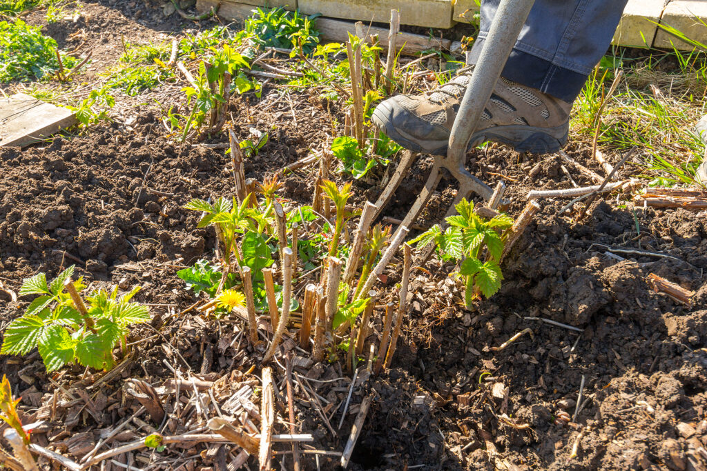 Perennials are cut back and then divided.