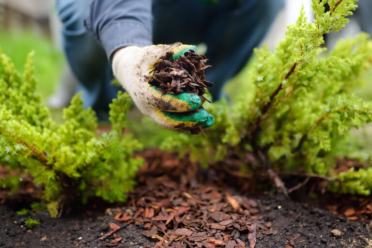 Mulch in the Garden