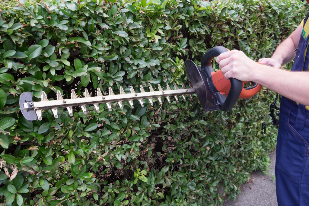 Hedge clipper trimming a formal hedge