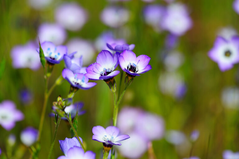 How to Grow Gilia