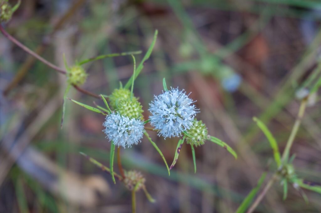 Globe Gilia, Gilia capitata