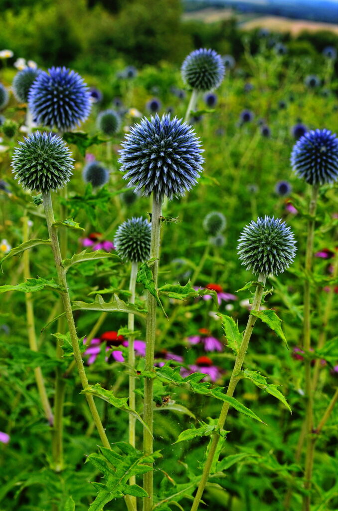 How to Grow Echinops - Globe Thistle