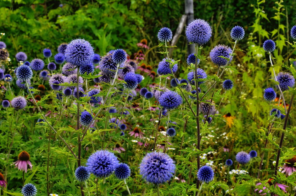 How to Grow Echinops - Globe Thistle