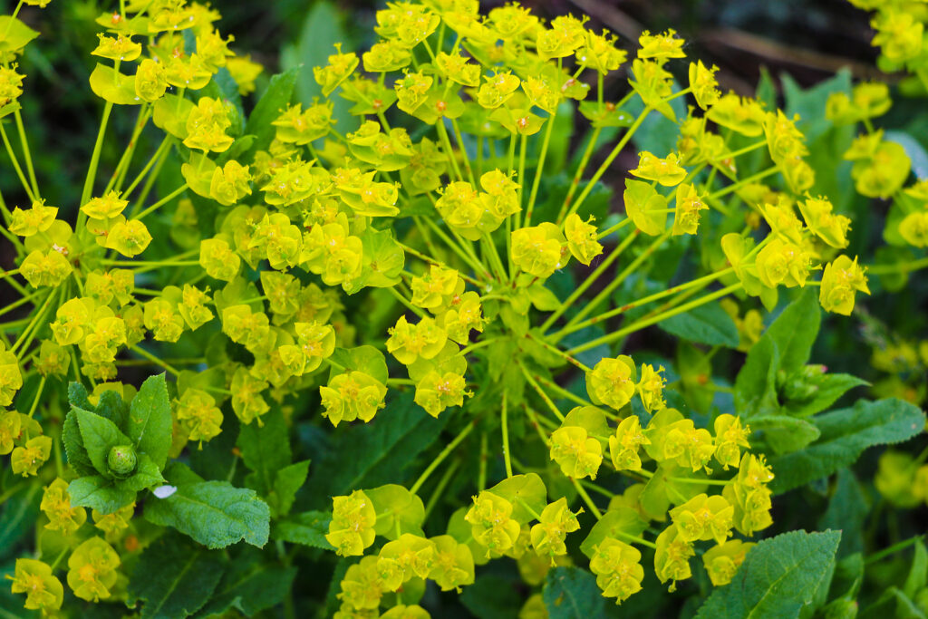 How to Grow Aurinia - Basket-of-Gold