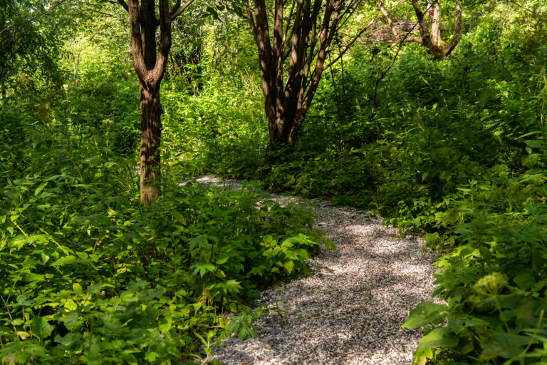 Woodland Gardening