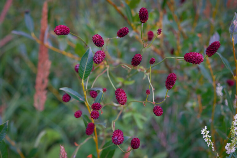 How to Grow Burnet — Sanguisorba