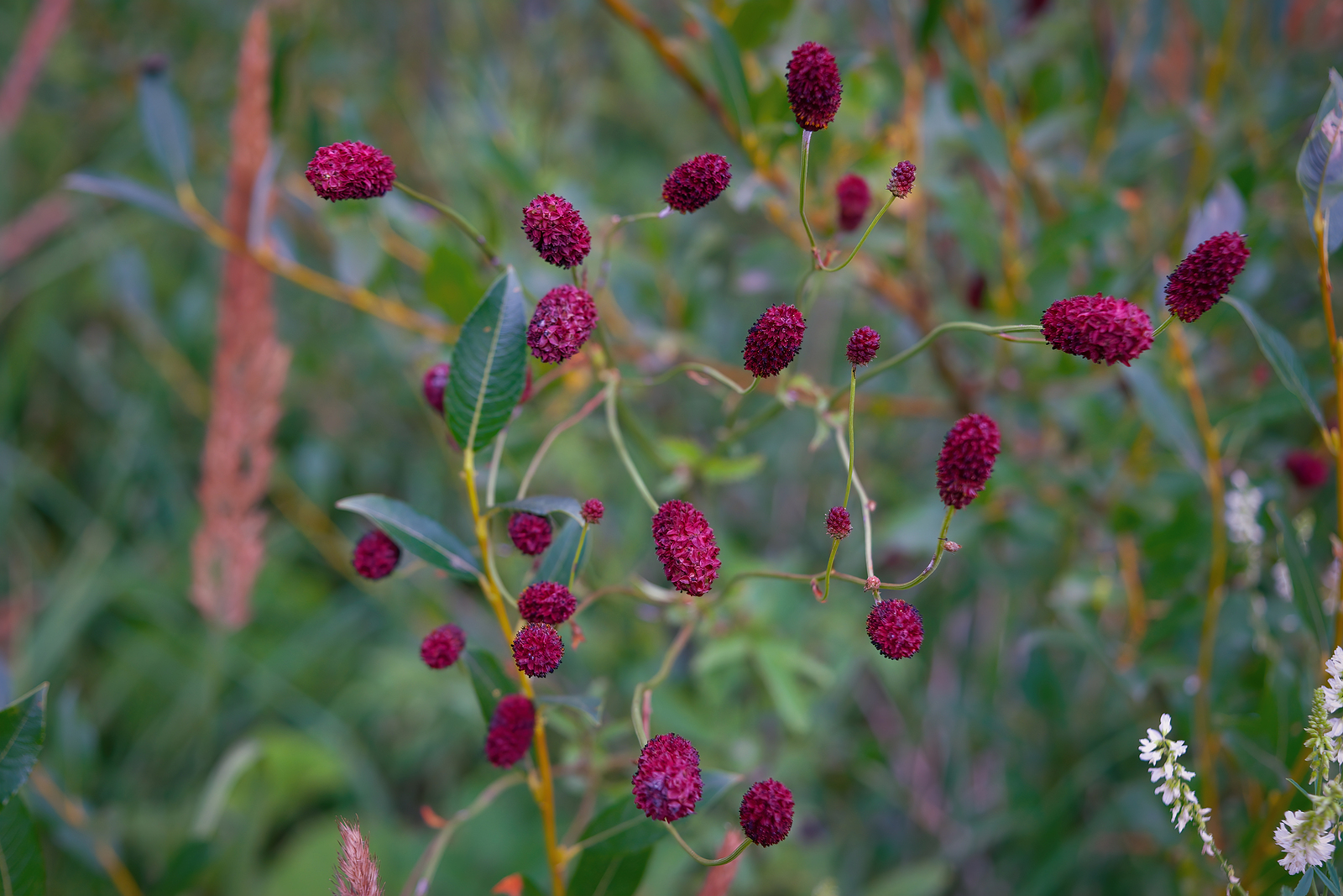 How to Grow Sanguisorba - Burnet