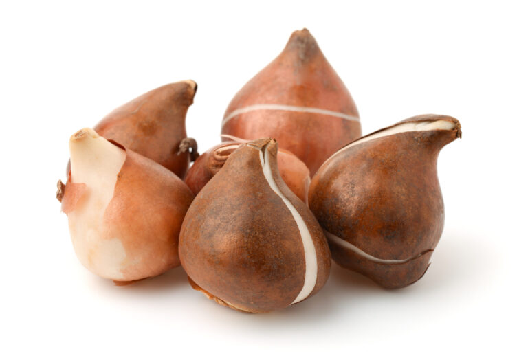 Caring for Flowering Bulbs