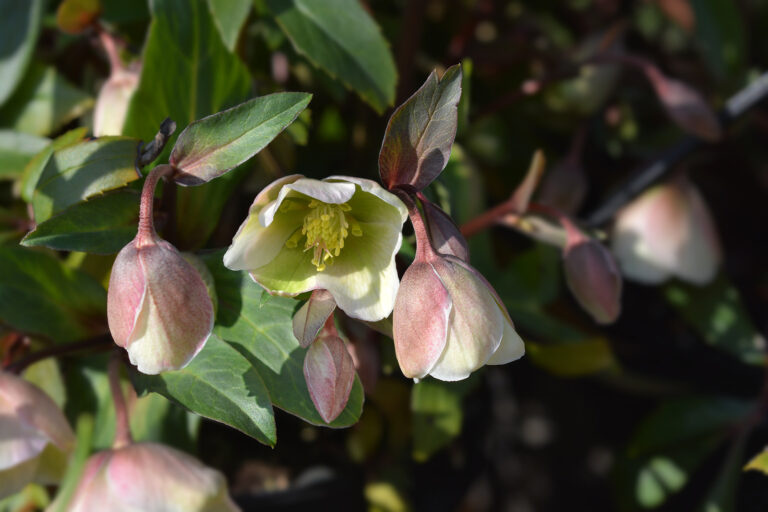 January Flower Garden Tips Zone-by-Zone