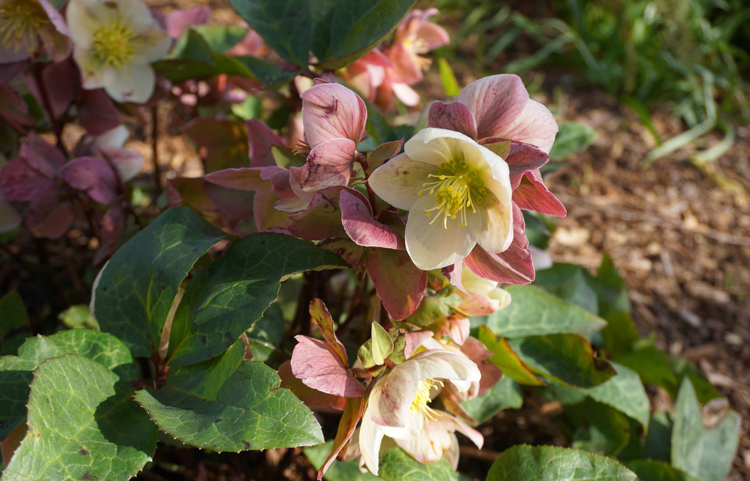 Early Spring Flowers - Hellebores, Bluebells, Crocus, Squill, Violas, and  More