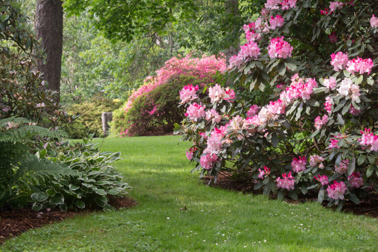 Shade Gardening