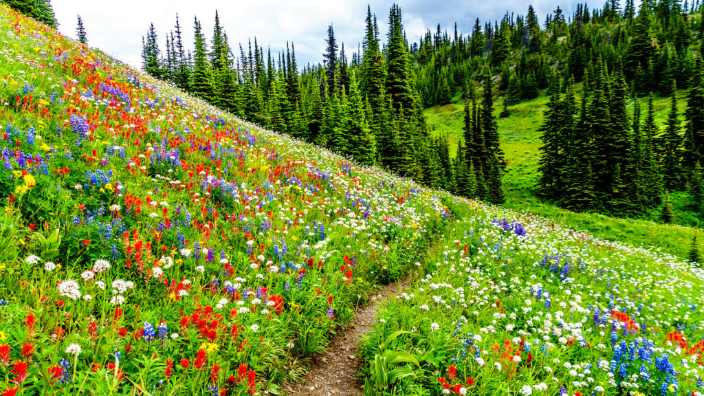 Draw upon nearby wildflower displays for design inspiration