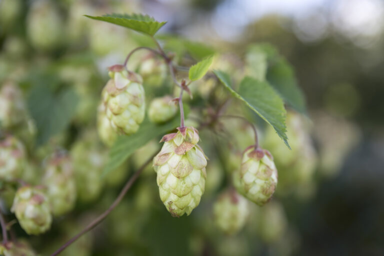 How to Grow Humulus – Hops