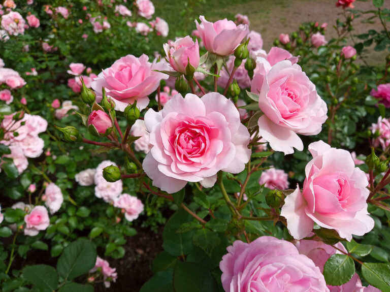Rose Care Basics