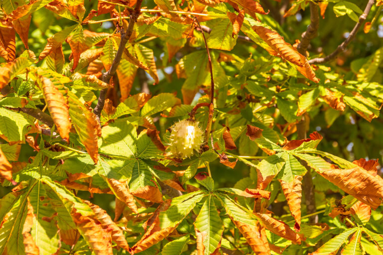 30 Best Shrubs for Fall Color