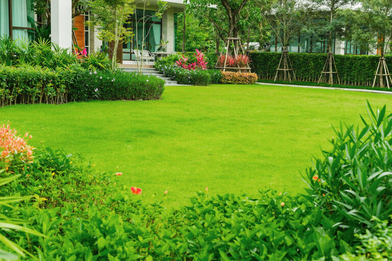 Lawn Grass Basics: Which Grass for Your Lawn