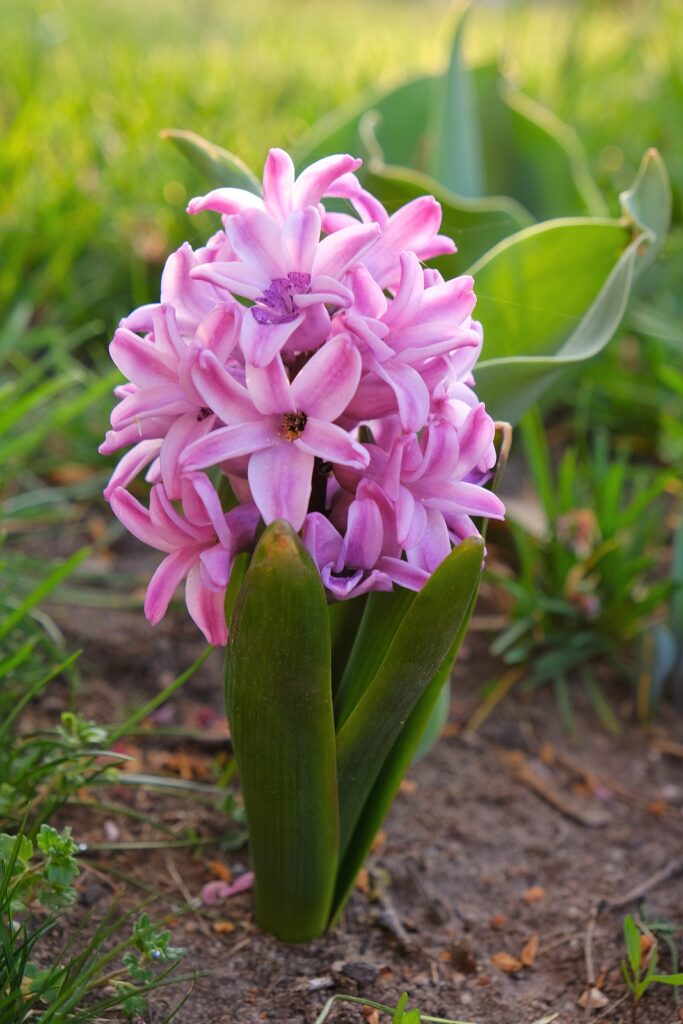 How to Grow Hyacinth - Hyacinthus