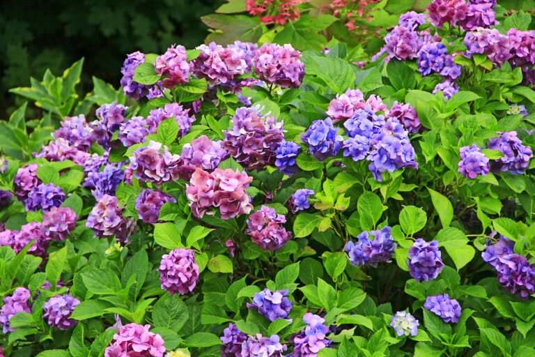 Shrubs for Foundation Plantings