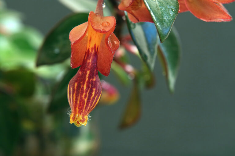 How to Grow Gold Fish Plant — Nematanthus
