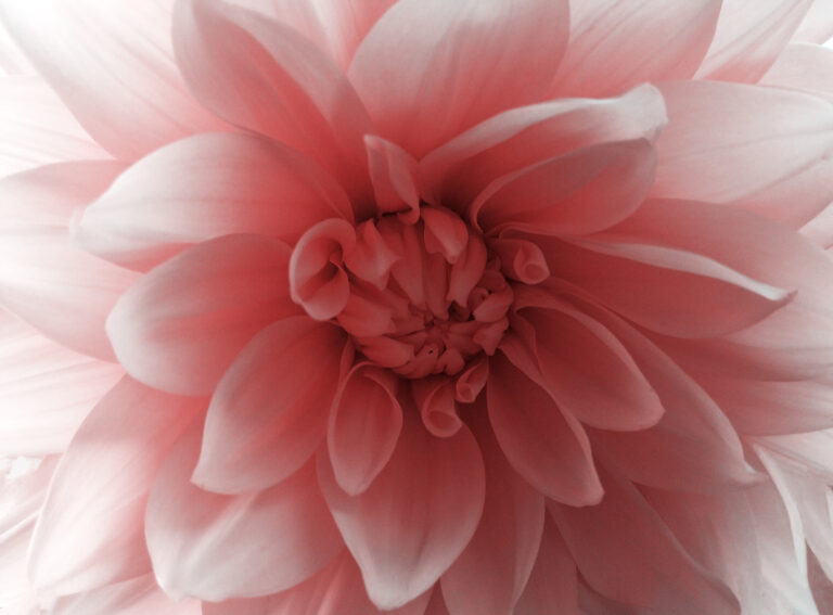 Garden Flower Color Year-Round