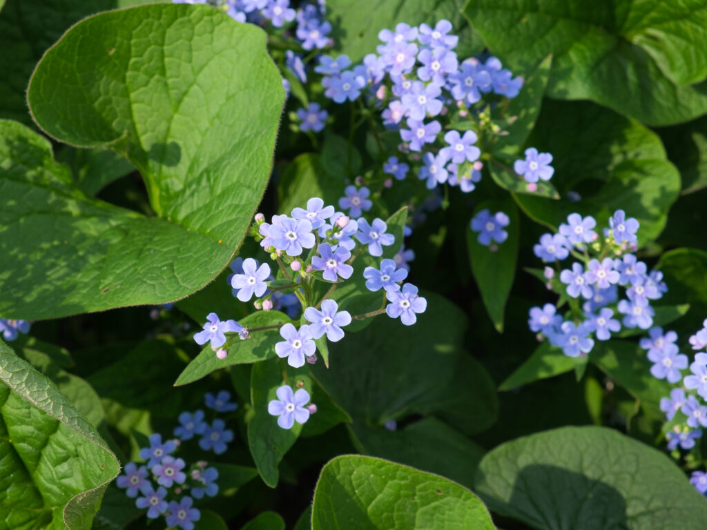 Heart-leaf Brunnera, Brunnera macrophylla