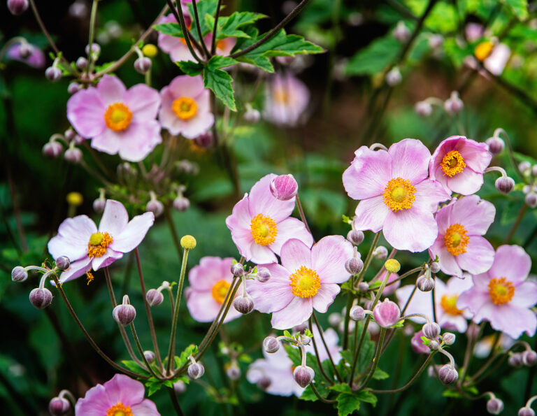 Ten Autumn Blooming Perennials for Sun or Part Sun