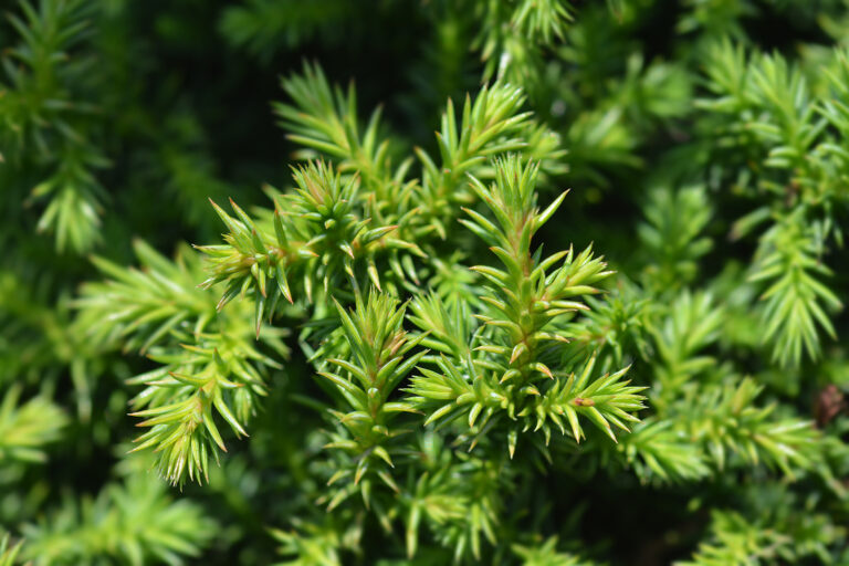 How to Grow Japanese Cedar – Cryptomeria