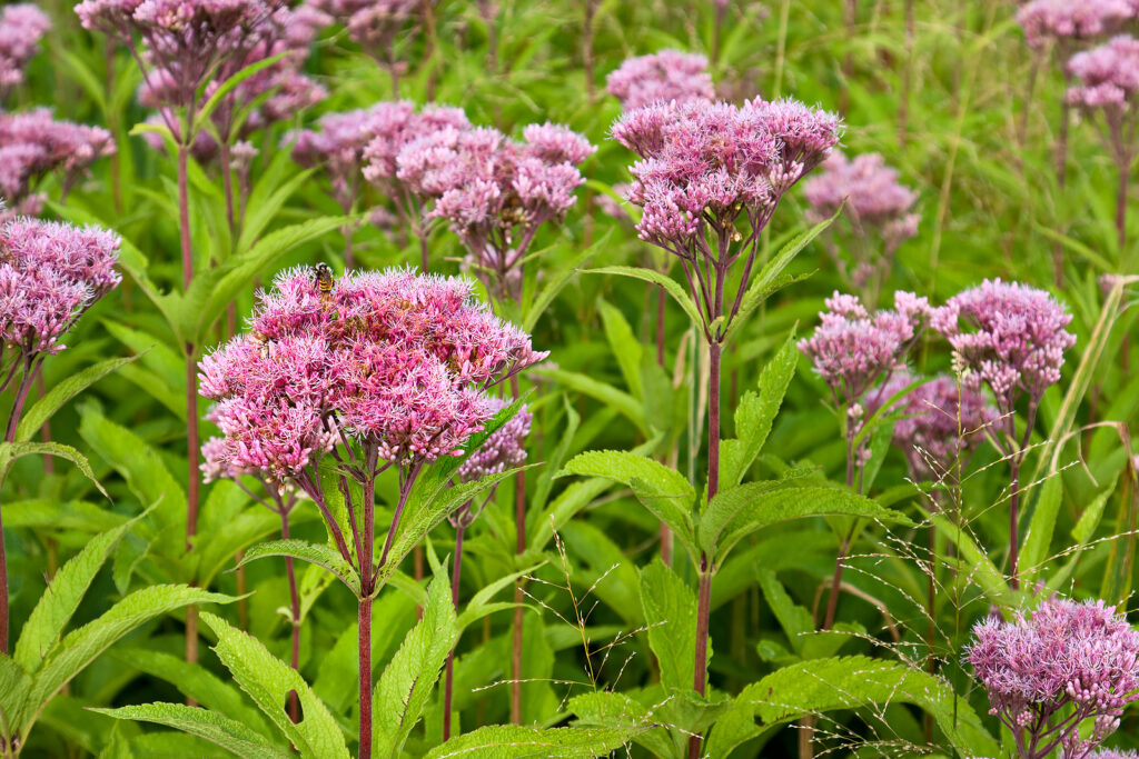 Joe-Pye Weed, Eupatorium purpureum