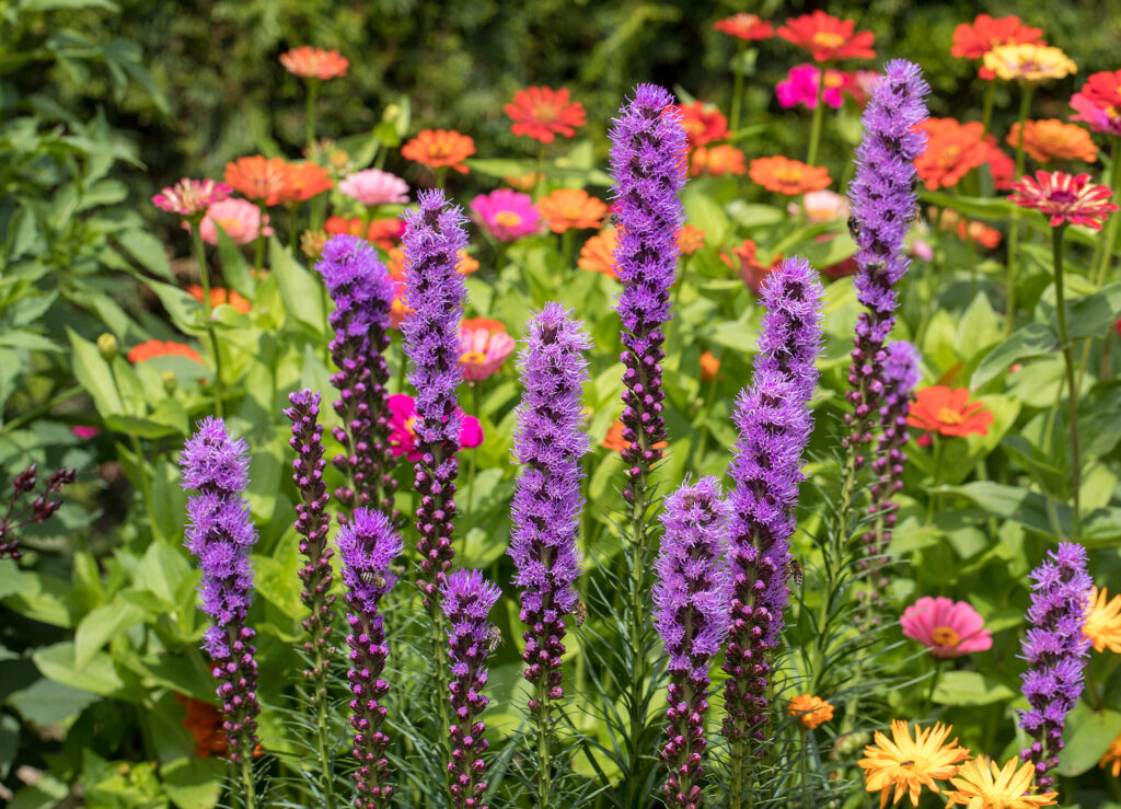 How to Grow and Care for Liatris -- Garden Chronicle