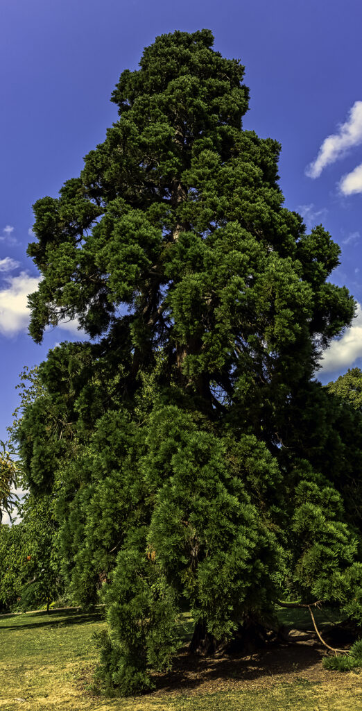 Incense cedar tree, Calocedrus decurrens