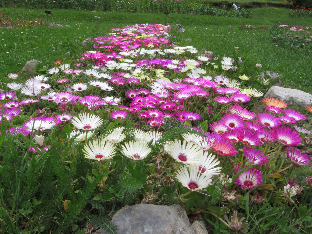 Livingston daisy flower,  Dorotheanthus bellidiformis 