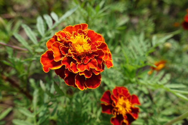 How to Grow Marigolds — Tagetes
