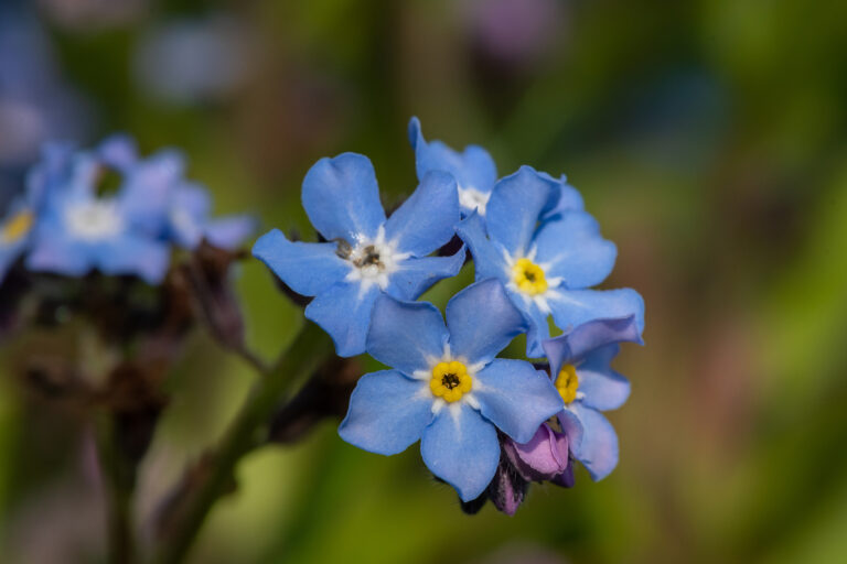 How to Grow Forget-Me-Not — Myosotis