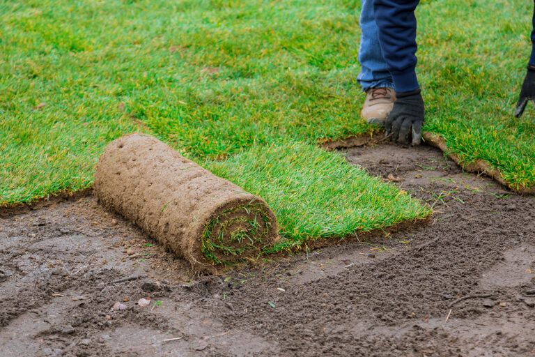How to Plant a Lawn