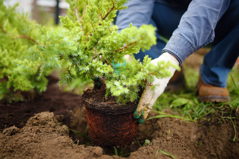 November Flower Garden Tips Zone-by-Zone