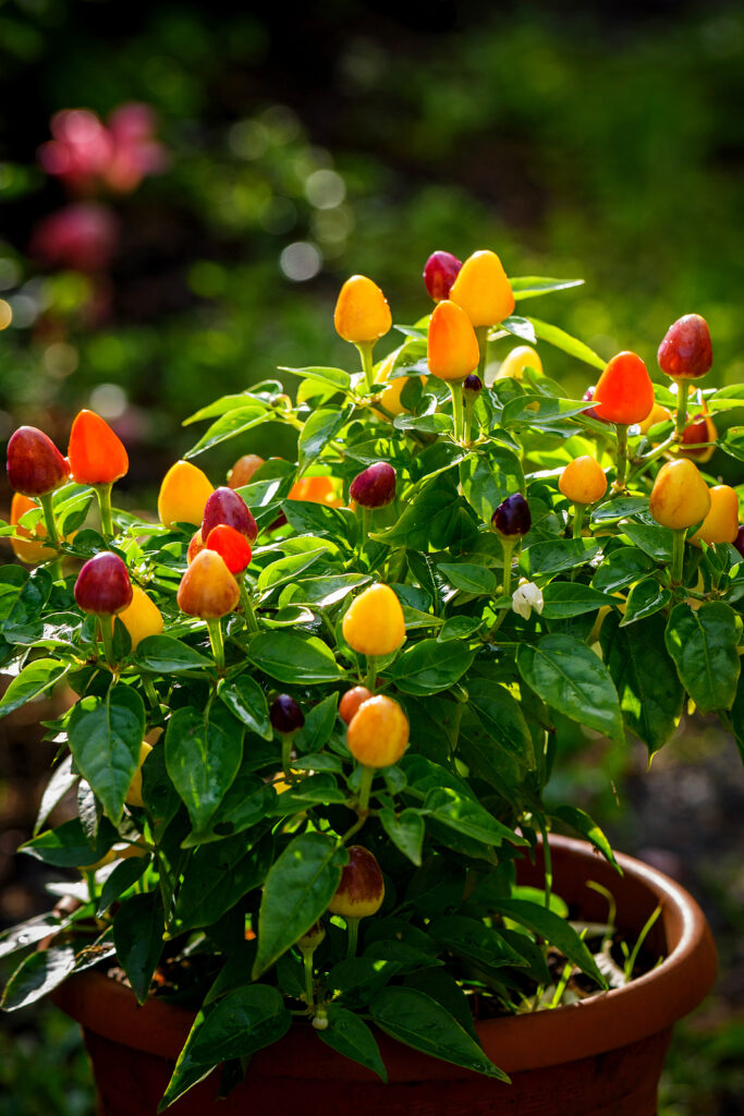 Ornamental chili peppers, Capsicum annuum