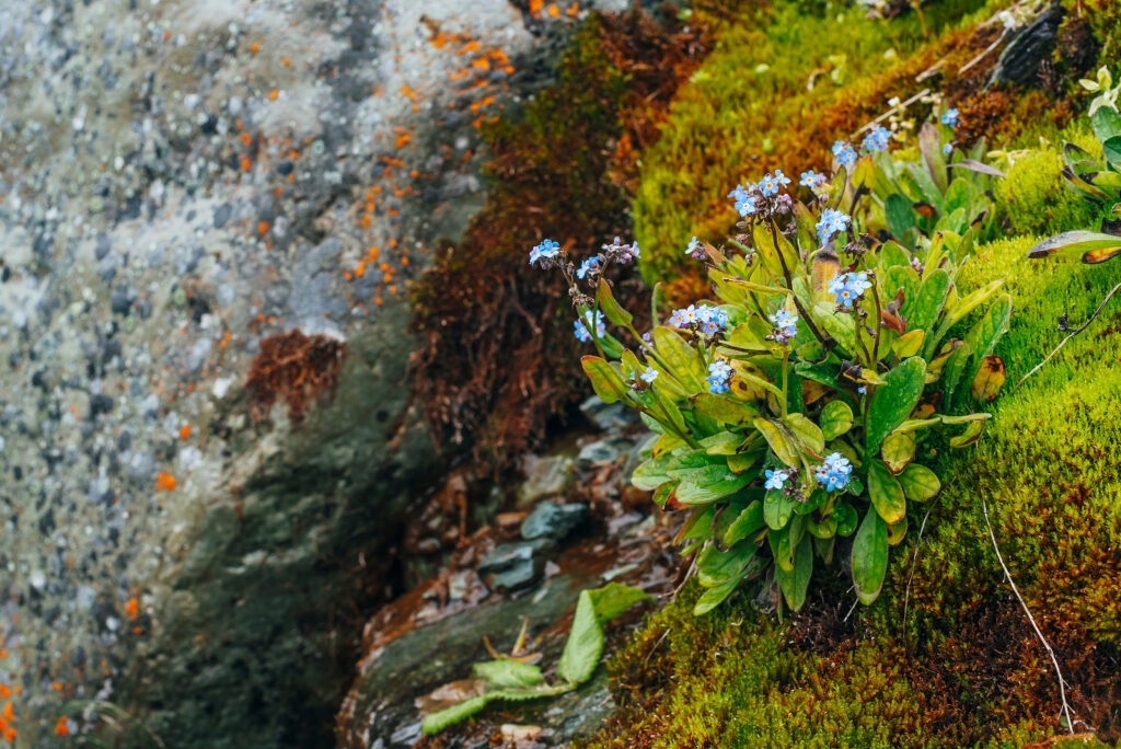 Myosotis alpina is a low-growing dwarf plant